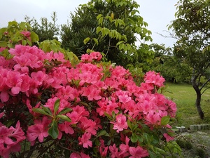 DSC_2695.JPG