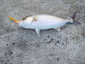 DSC_2783.JPG