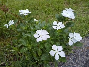DSC_3130.JPG
