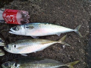 IMG_20221023_092921.jpg