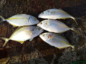 IMG_20221106_092153.jpg