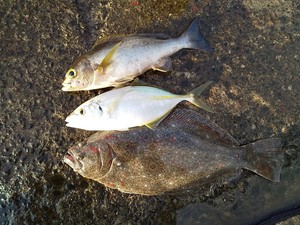 IMG_20221112_090720.jpg